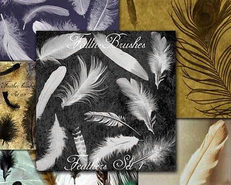 高清晰华丽羽毛PS笔刷集 （共8款）