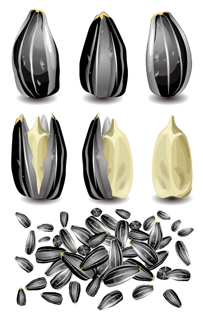 葵瓜子矢量素材