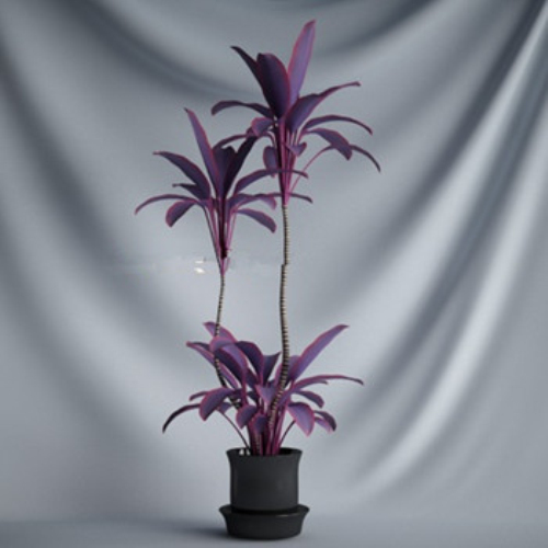 Purple Bonsai 3d models