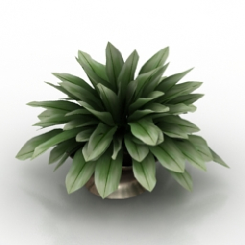 Green bonsai 3d model
