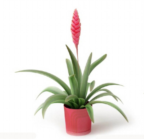 Potted Plant 3D model