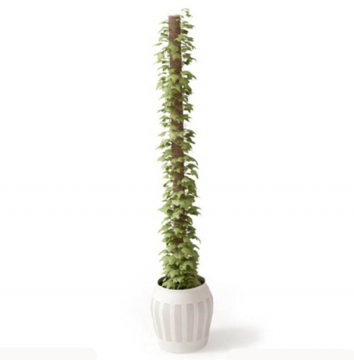 Houseplants 3D model design