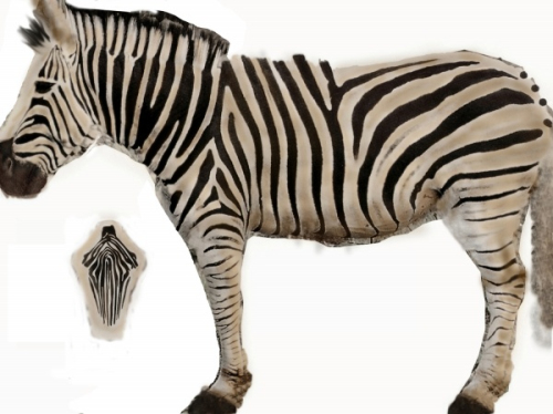 Zebra 3D model