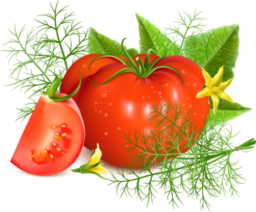 Fresh tomatoes design vector material